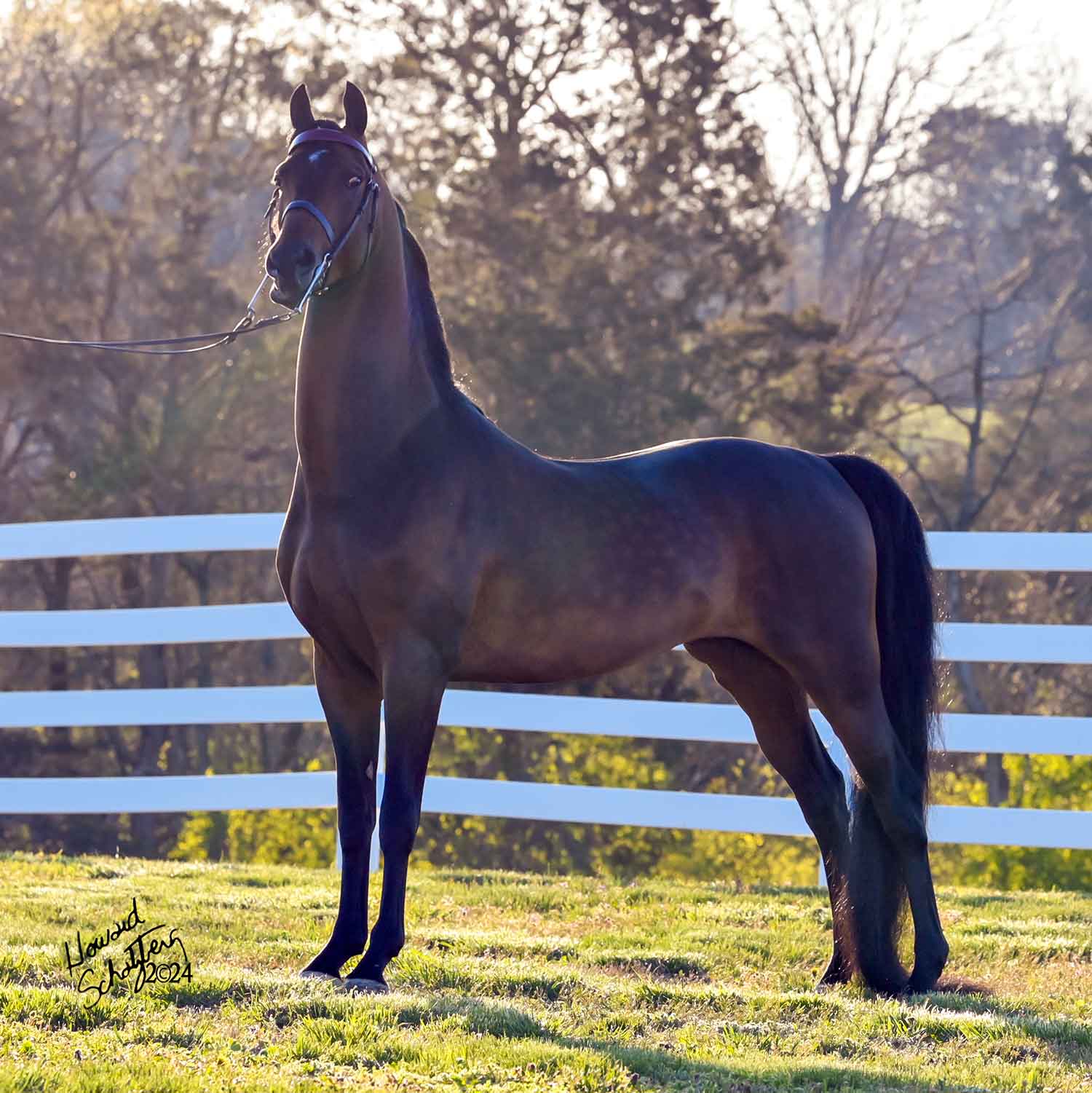 burkland-tough-enough-5 Burkland Tough Enough, Morgan stallion