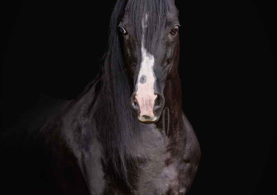 Trickling Stream Dreamer