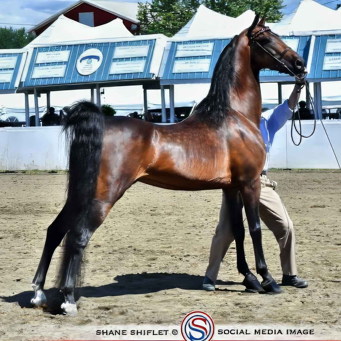 Equinox Heirosmith, Reserve Grand Champion Stallion at the 2025 NEMHS