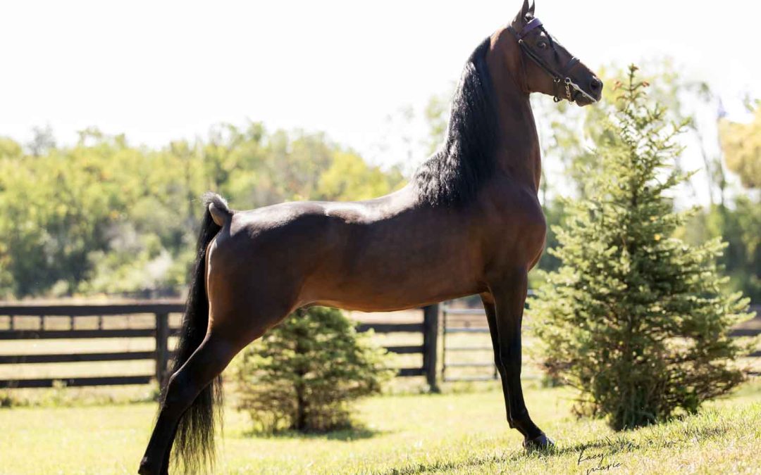 Burkland Tough Enough