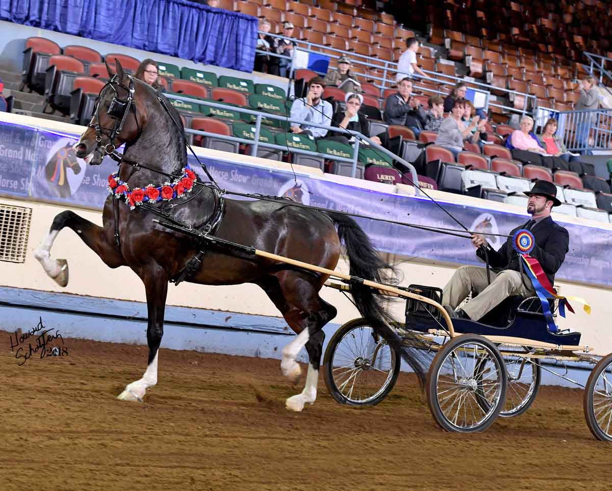 18GN-cherrydale-casanova-097-029 Cherrydale Casanova, Morgan stallion at stud