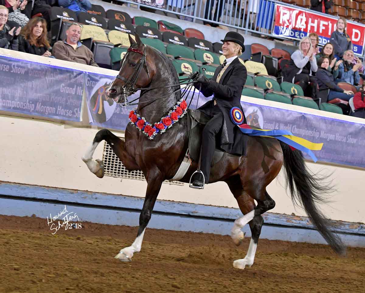 18GN-cherrydale-casanova-165-036 Cherrydale Casanova, Morgan stallion at stud