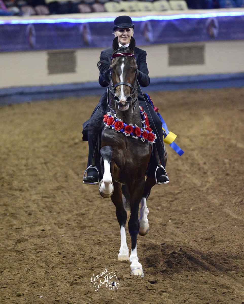 18GN-cherrydale-casanova-165-081 Cherrydale Casanova, Morgan stallion at stud