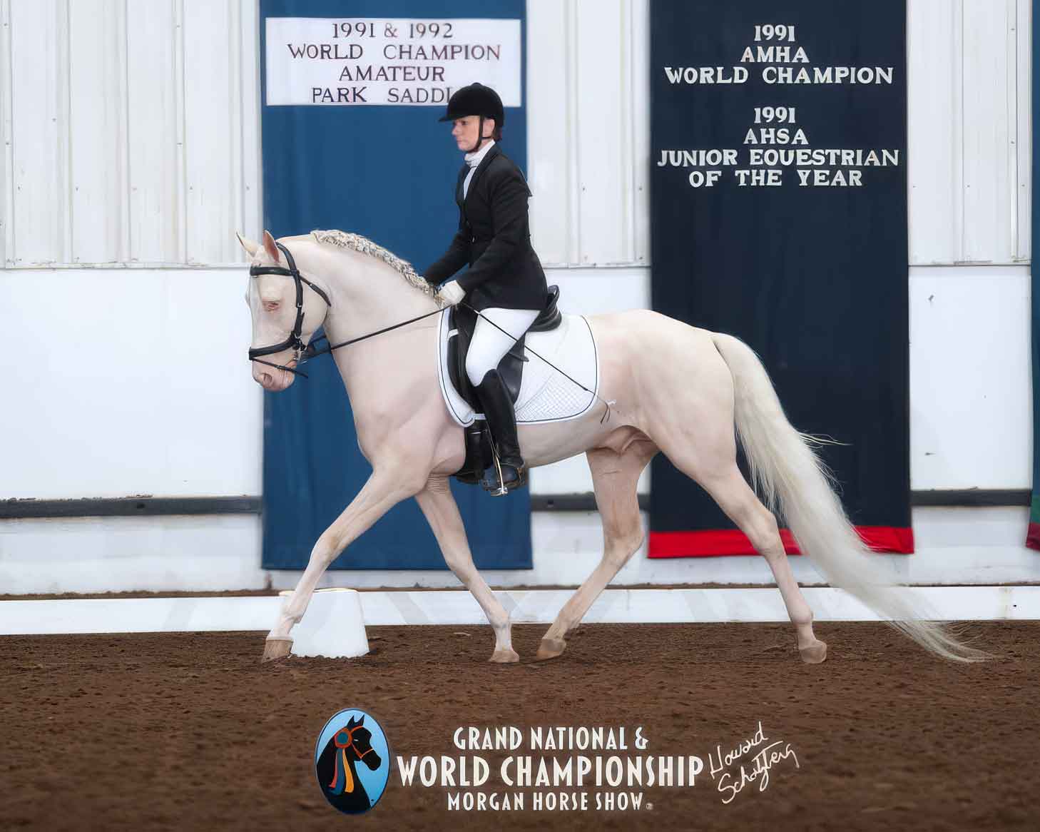 NSS Legendary, cremello Morgan stallion