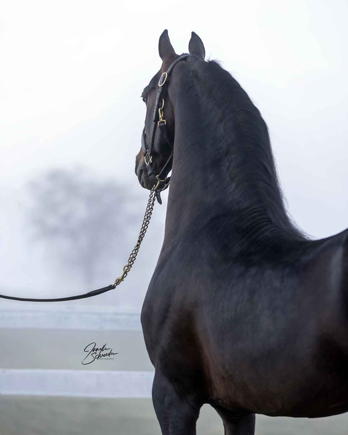 Cool Whip (Mizrahi x Kim's Bellegante, BHOF) Morgan Stallion standing at stud