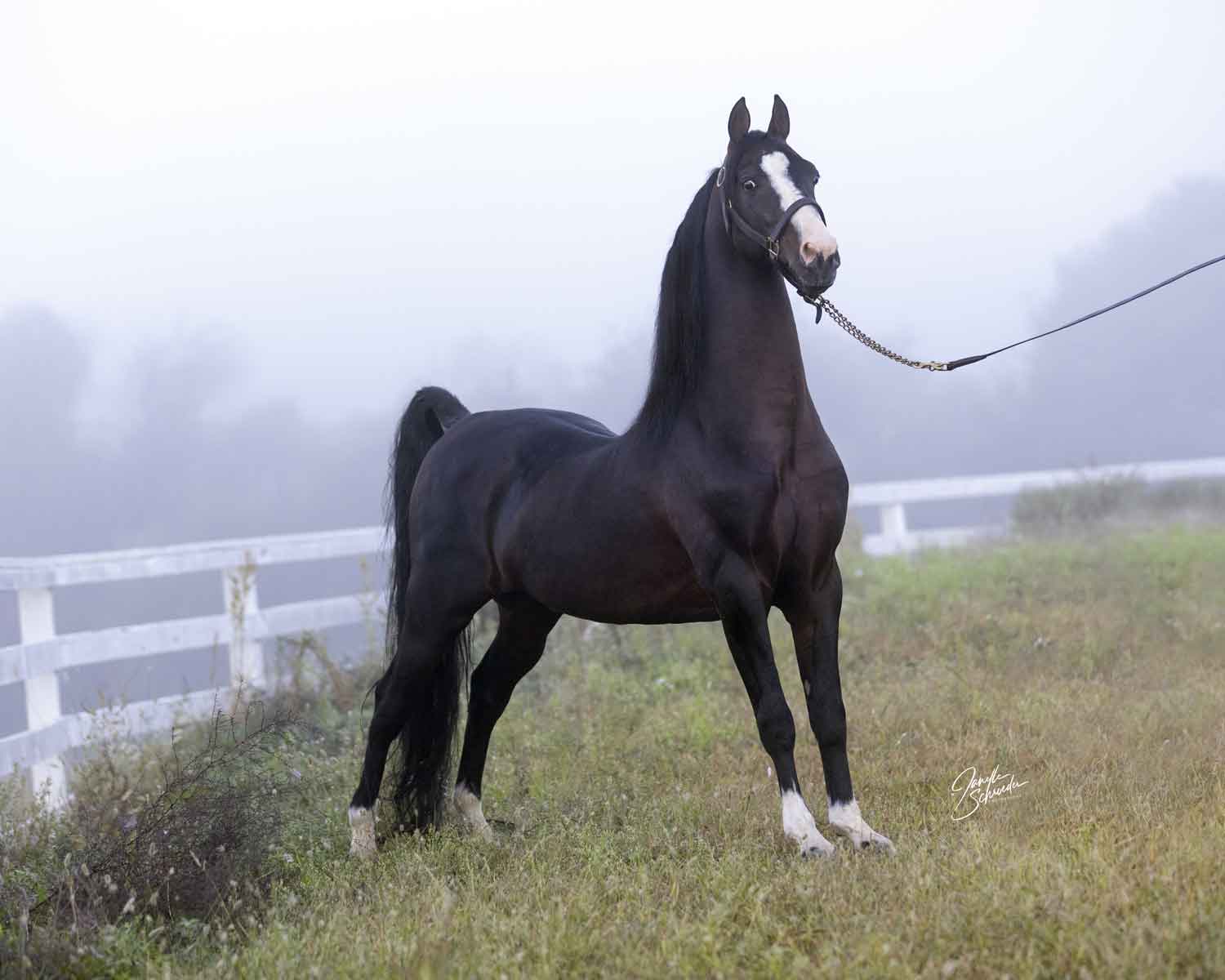 Cool Whip (Mizrahi x Kim's Bellegante, BHOF) Morgan Stallion standing at stud