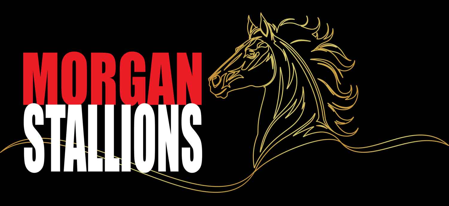 Morgan Stallions