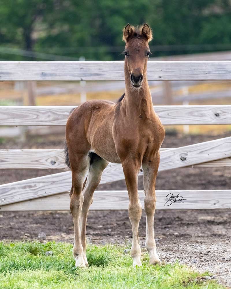 2021 Colt by Get Your Groove On